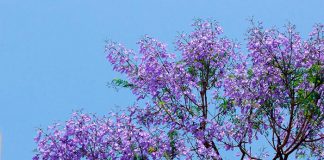 Jacarandas 1
