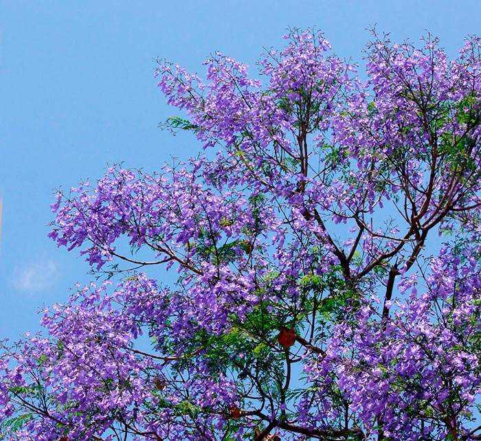 Jacaranda mimosifolia | Revista de Flores, Plantas, Jardinería, Paisajismo  y Medio ambiente