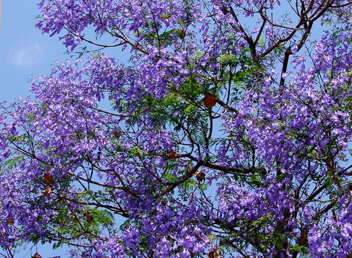 Jacarandas 1