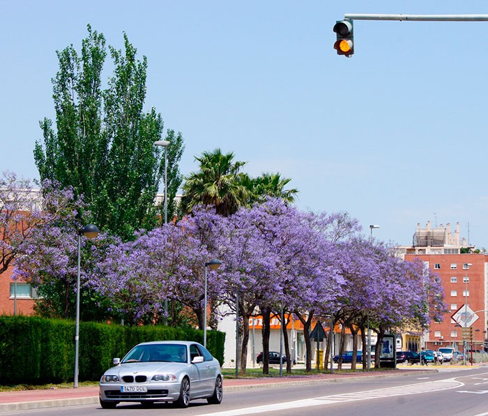 Jacarandas 2