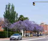 Jacarandas 2