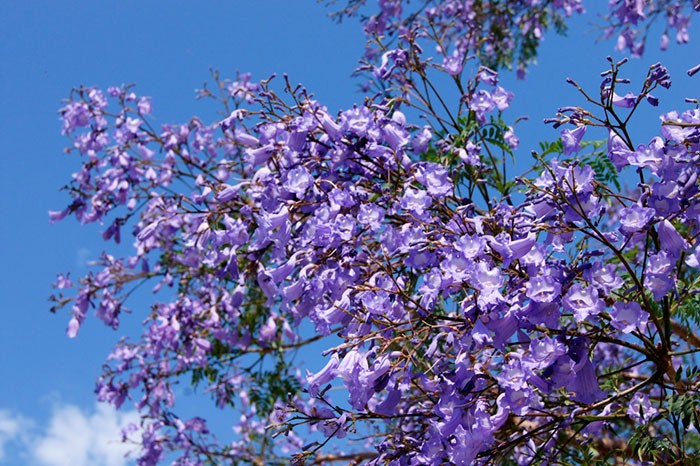 Jacarandas 3