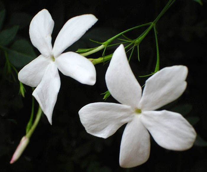 Jasminum grandiflorum