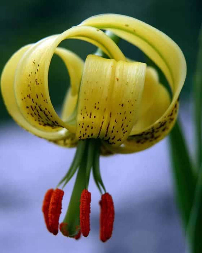 Lilium pyrenaicum