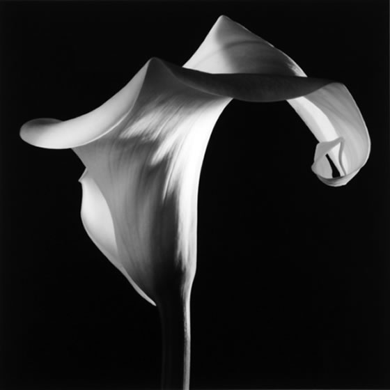 Mapplethorpe-Calla-Lily