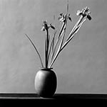 Mapplethorpe-iris