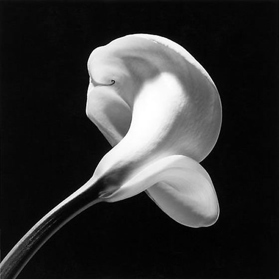 Mapplethorpe_calla-lily_1984