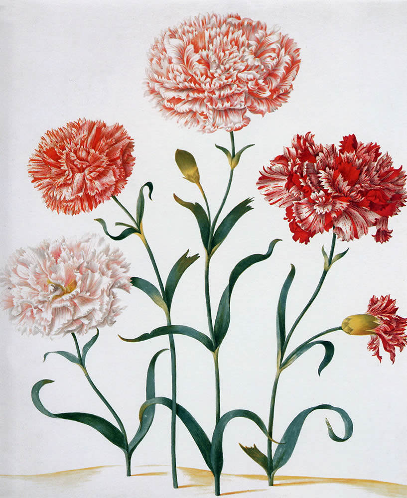 Maria-Sibylla-Carnation-Sun