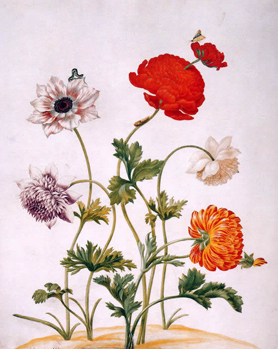 Maria Sibylla Merian