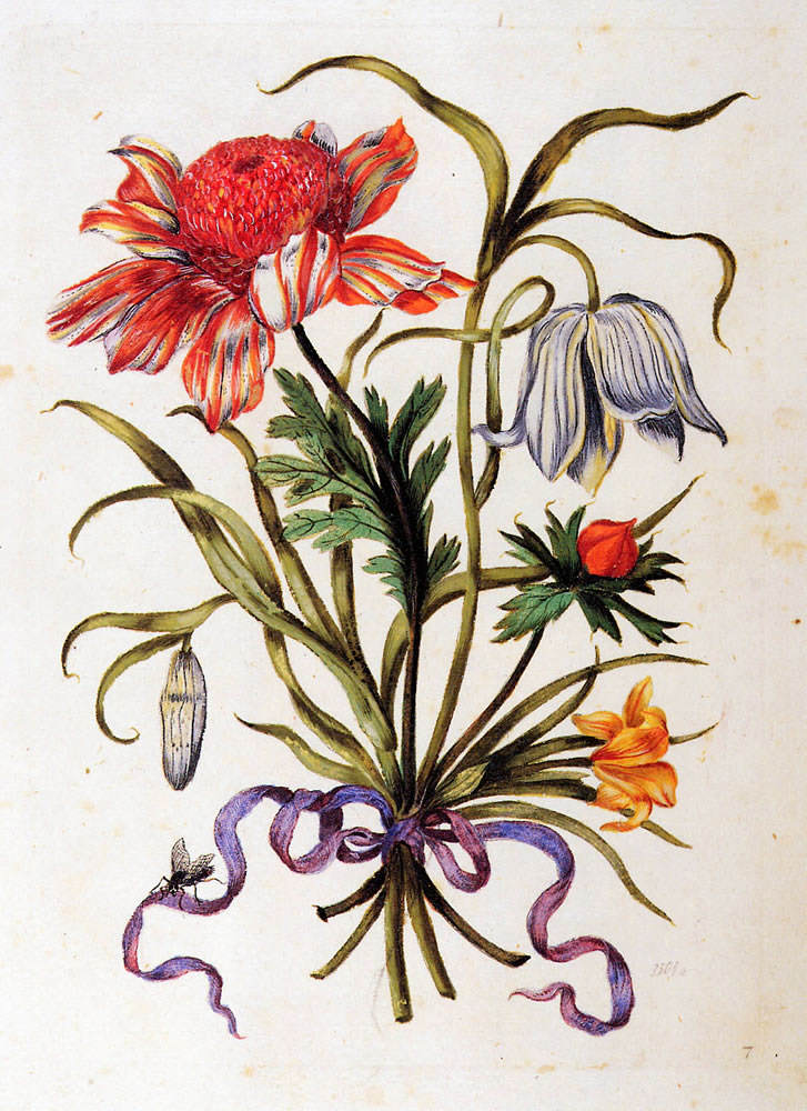 Maria-Sibylla-Merian-Flower-Sun