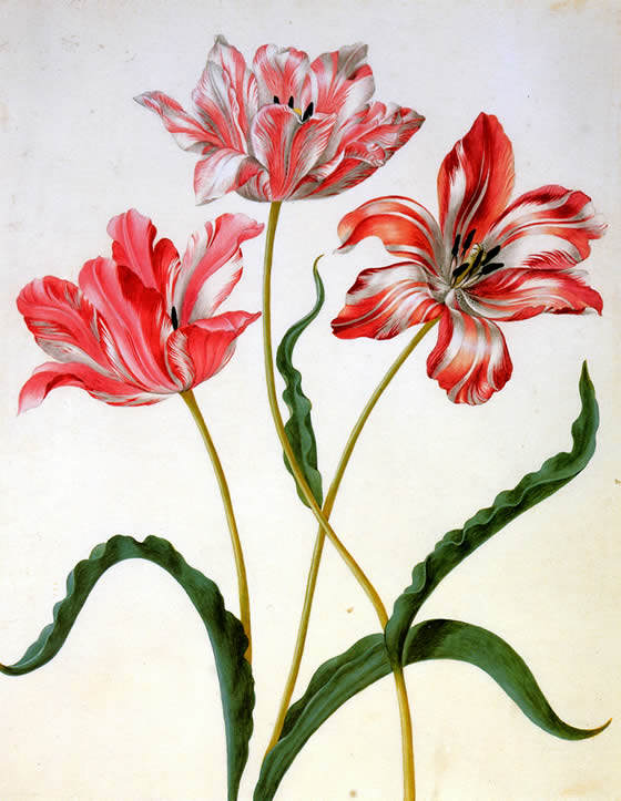 Maria Sibylla Three tulips Sun