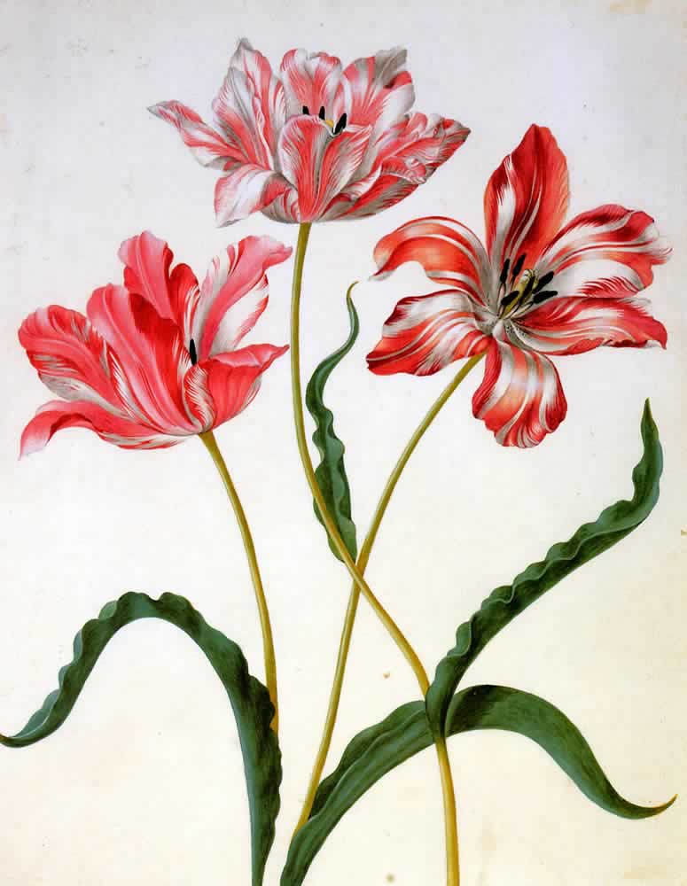 Maria-Sibylla-Three-tulips-Sun