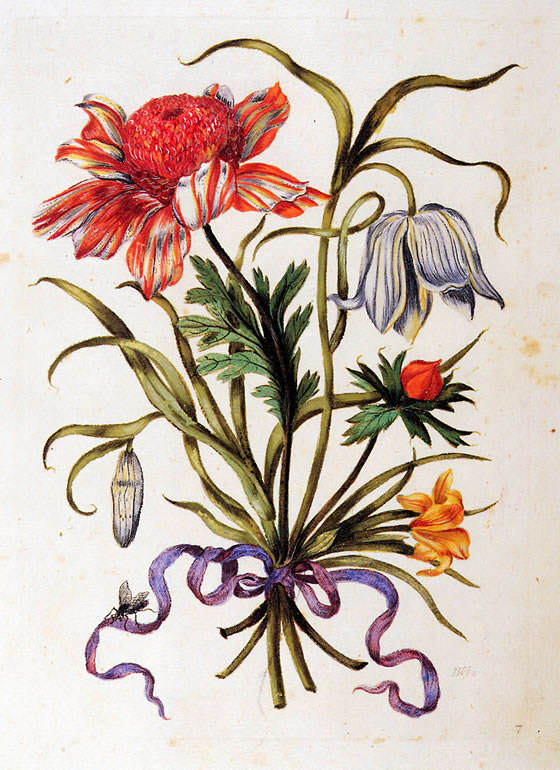 Maria Sibylla Merian