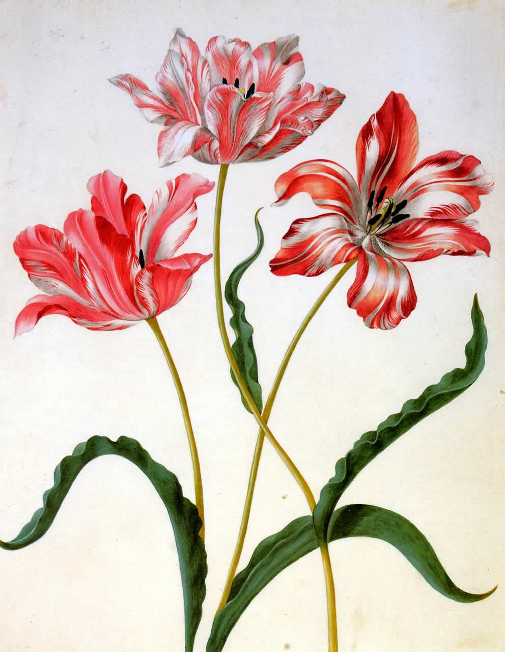 Merian-Maria-Sibylla-Three-tulips-Sun