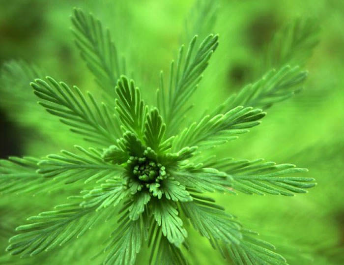 Myriophyllum aquaticum