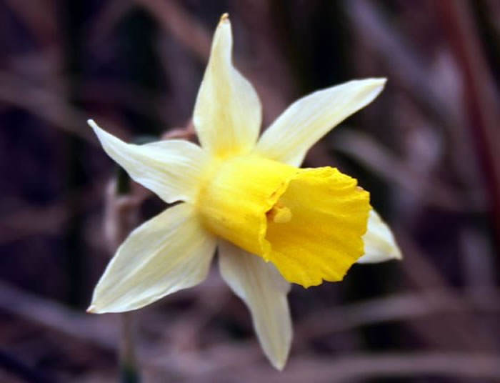 Narcissus nevadensis