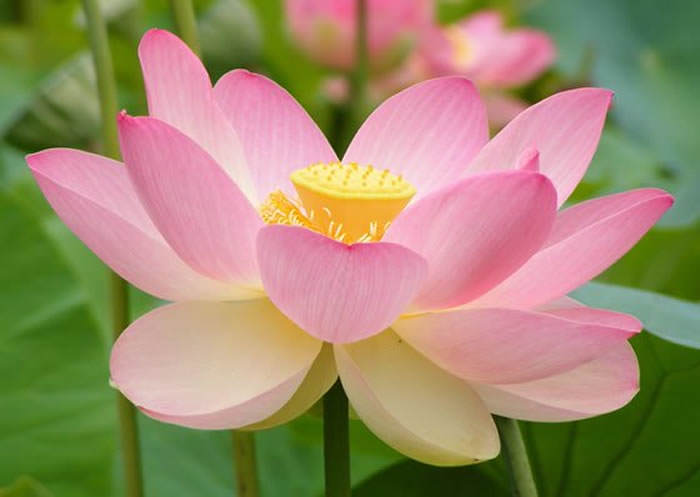 La Flor de Loto