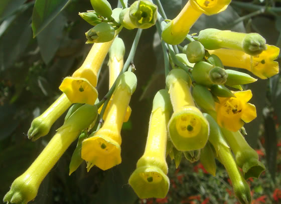 Nicotiana-glauca