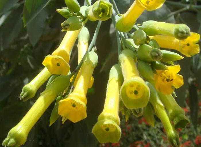 Nicotiana glauca