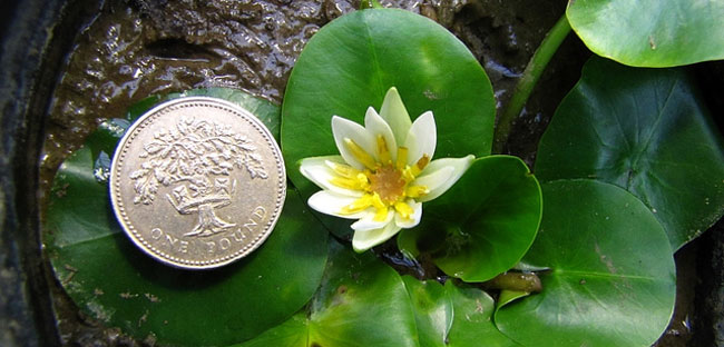 Nymphaea thermarum, el lirio más pequeño del mundo