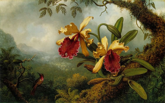 Orchids-and-Hummingbird