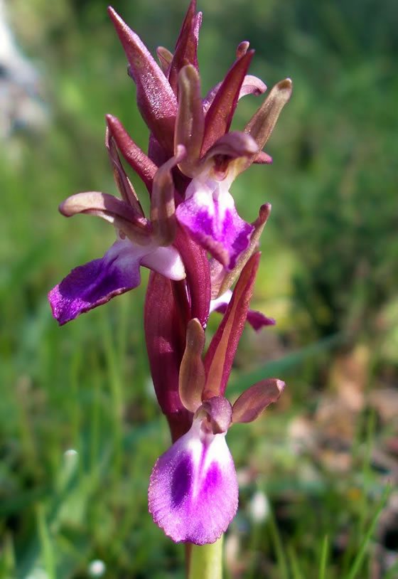 Orchis collina