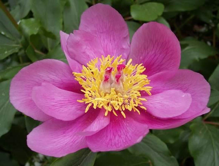 La Peonía (Peonia broteroi) | Revista de Flores, Plantas, Jardinería,  Paisajismo y Medio ambiente