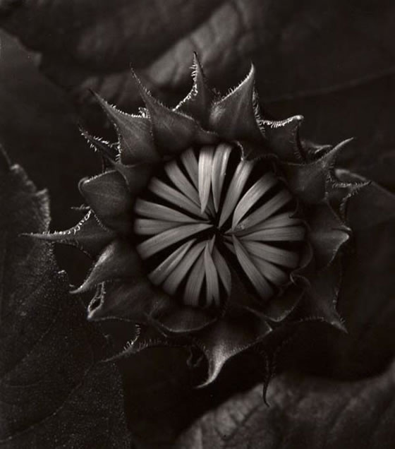 Paul Caponigro