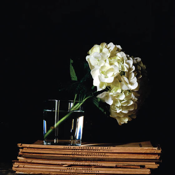 Bodegones con flores de Paul Cary Goldberg | Revista de Flores, Plantas,  Jardinería, Paisajismo y Medio ambiente