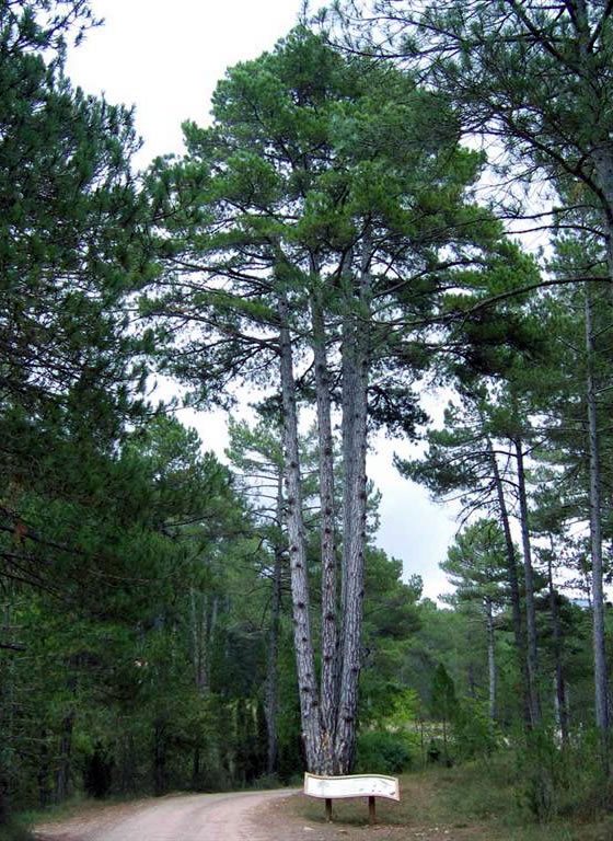 Pi Gros de les Quatre Forques