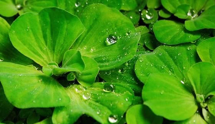 Pistia stratiotes 2