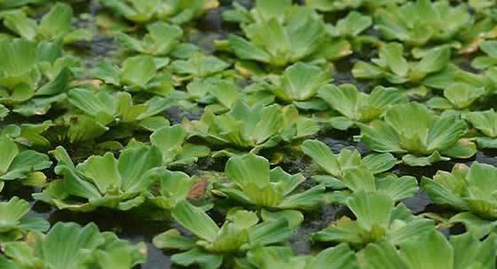 Pistia stratiotes1