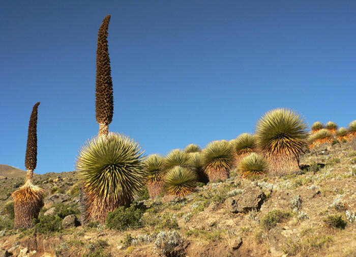 Puya raimondii