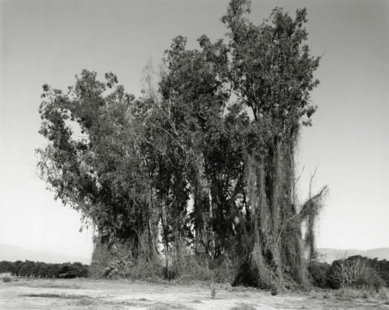 Remains of a Eucalyptus