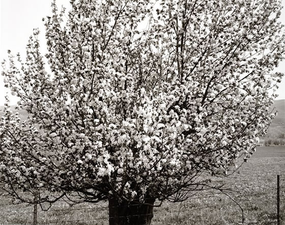 Near Heber City, Utah de Robert Adams