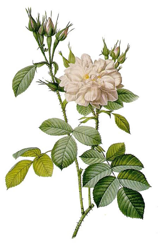 Rosa-Bitera-alba-Rosier-des-quatre-Saisons-a-fleurs-blanches