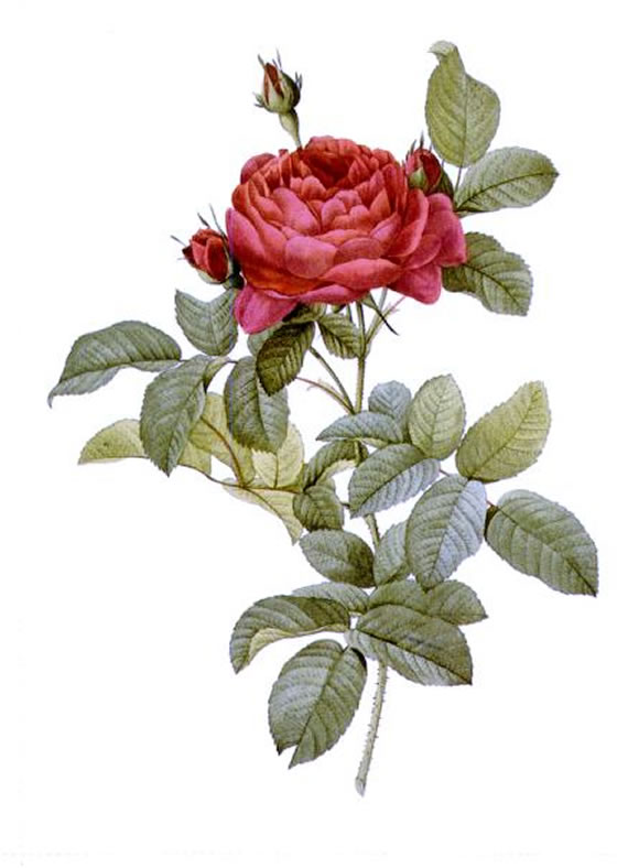 Rosa-Gallica-Pontiana