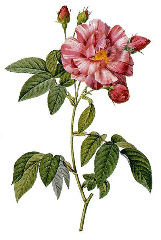 Rosa-Gallica-Versicolor