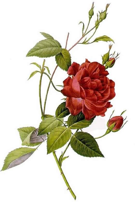 Rosa-Indica-Cruenta