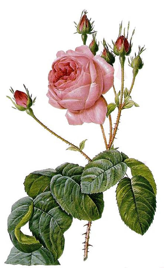 Rosa-centifolia-Bullata