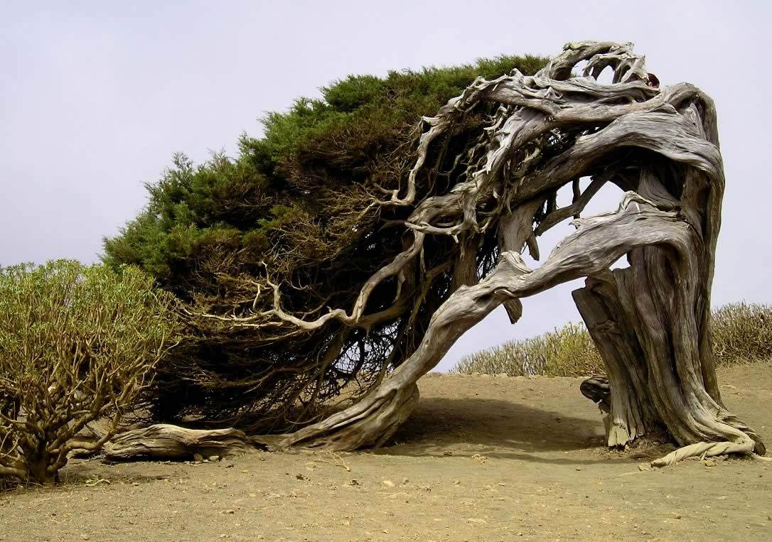 Juniperus Turbinata Canariensis