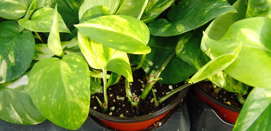 Scindapsus, Epipremnum o Pothos recien enraizado