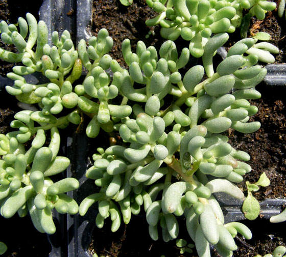 Sedum gypsicola