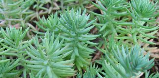 Sedum reflexum