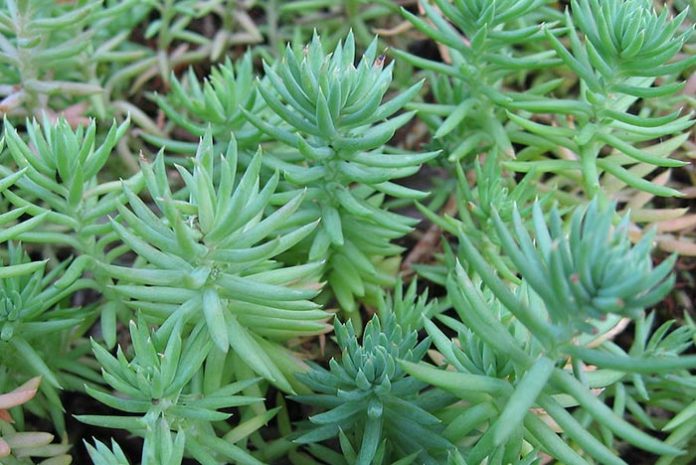 Sedum reflexum