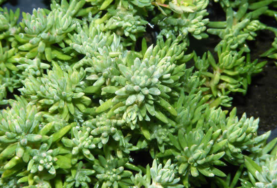 Sedum reflexum