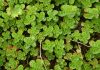 Sedum spurium
