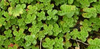 Sedum spurium