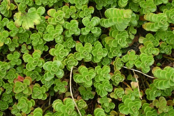 Sedum spurium