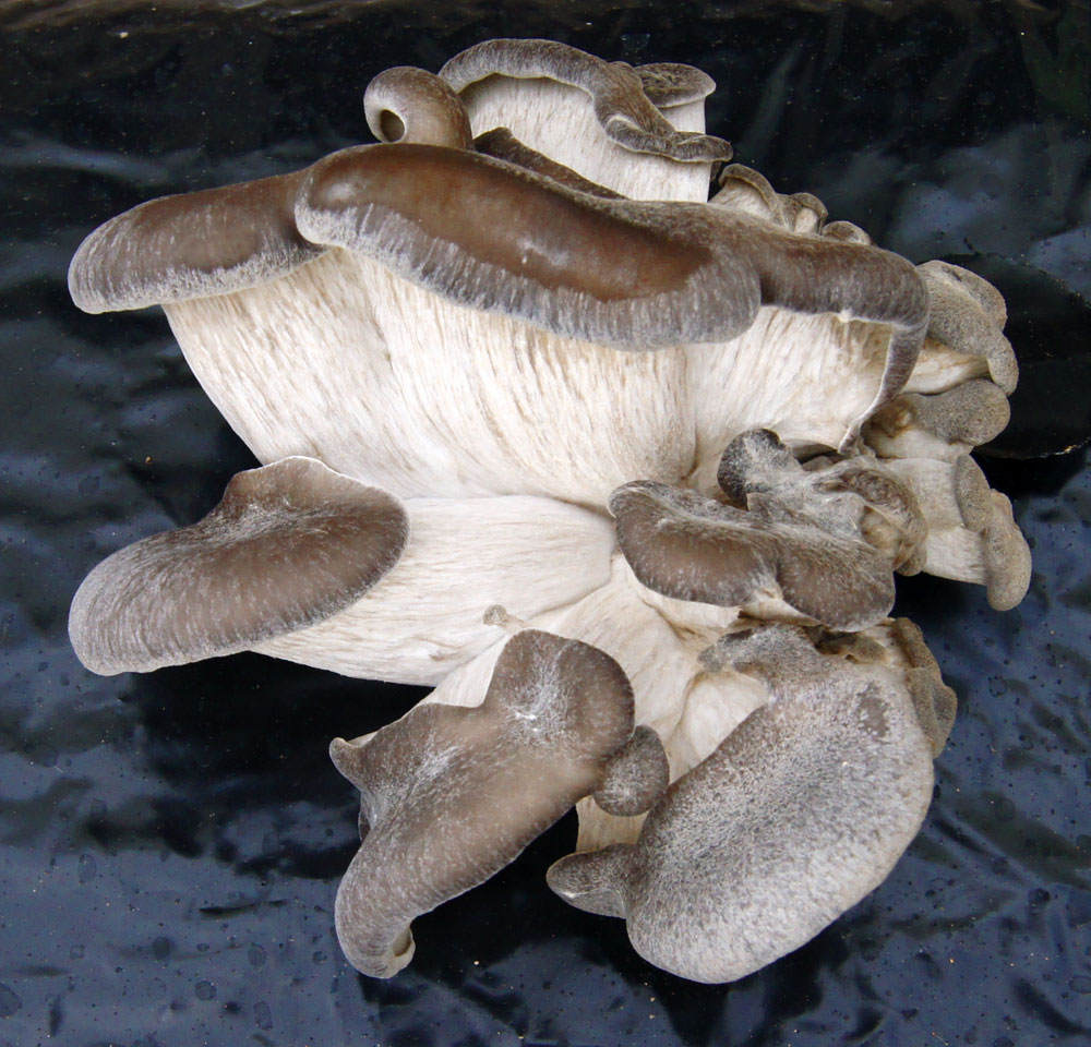 Setas de Cardo Pleurotus